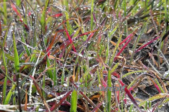 beach grass 1 graphic